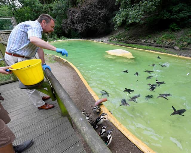 Feeding the penguins