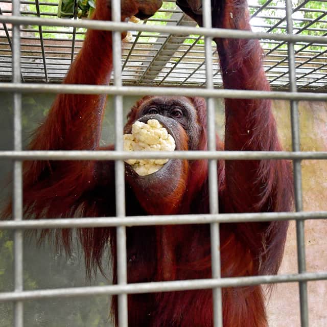 The orangutans like their cauliflower