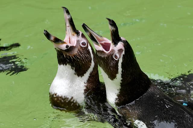 The penguins are not shy at feeding time