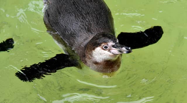 The penguins don’t mind swimming for their food