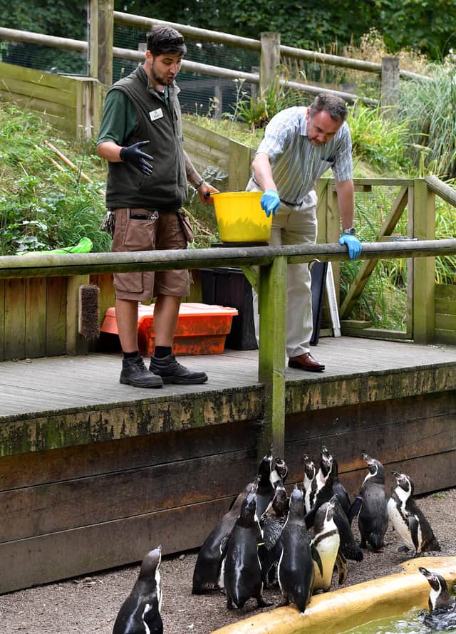 Keeper Kriss Pearson shows me how to feed the Humboldt penguins