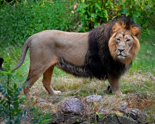 Kashari the male lion is more reserved