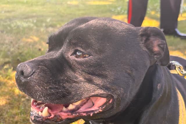 Last chance to grab tickets for the Big Staffy Stroll this weekend