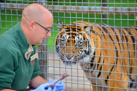 DUDLEY COPYRIGHT EXPRESS AND STAR STEVE LEATH 09/08/2019

Pics at West Midlands Safari Park, for Heather Large feature on Chris Hodgkins from Kidderminster (Head of Carnivores). With  Sumatran Tiger: Hujan.