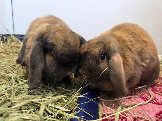 Bricohe Bun and Bao Bun