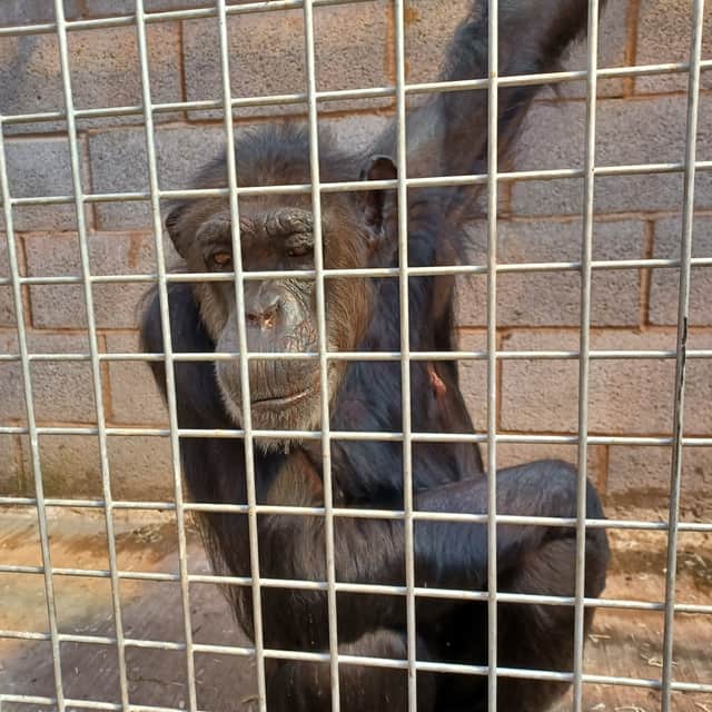 The chimps have a clear hierarchy