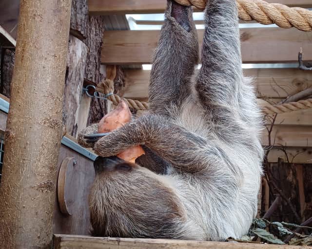 Sloths are curious creatures