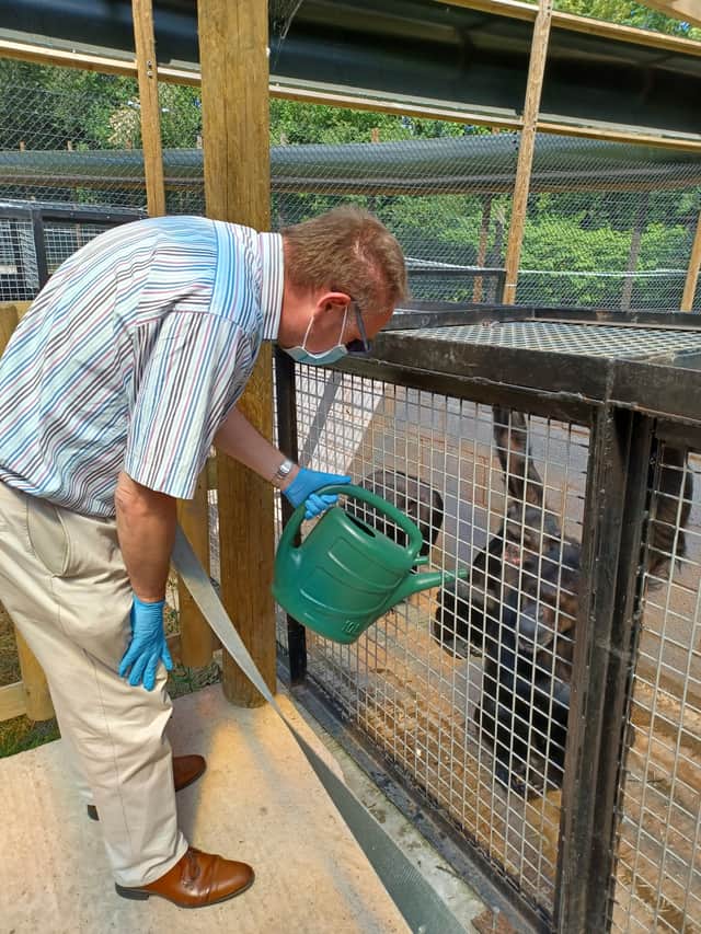 Tea time for chimps