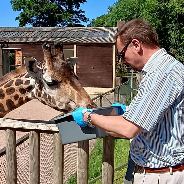 Giraffes love to eat