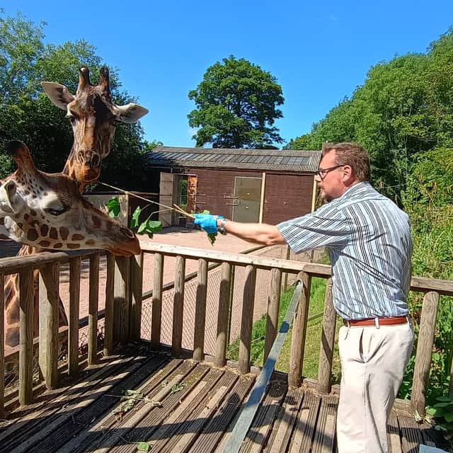 It is best to hold on to the branch when feeding giraffes