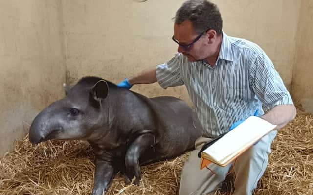 Chico the tapir