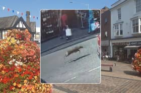 The deer was seen sprinting up Stourbridge's High Street