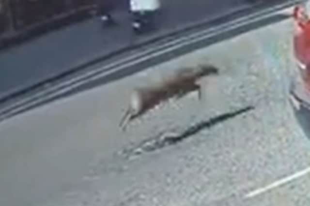 The deer was seen on CCTV sprinting up Stourbridge's High Street