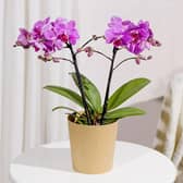 Phalaenopsis Orchid