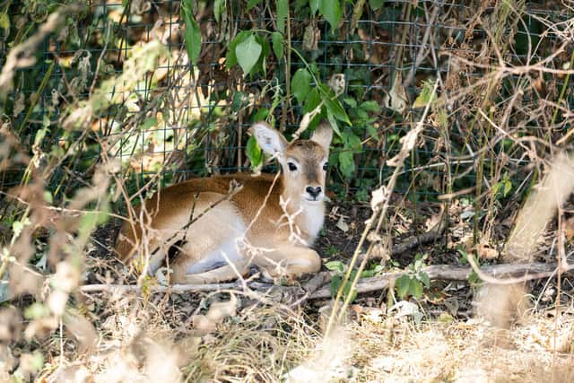 Little red lechwe calf