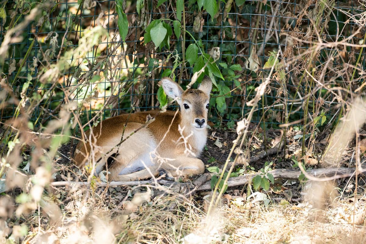 Adorable new baby spotted by visitors to West Midlands Safari Park