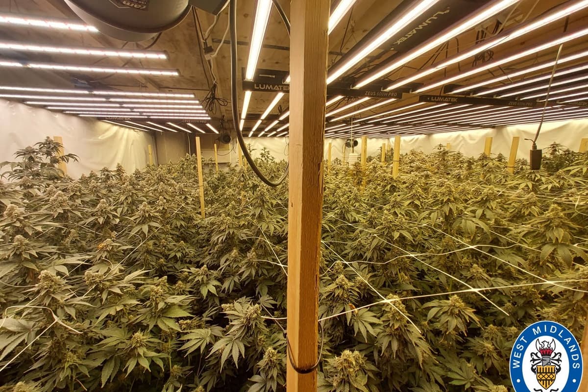 More than 100 cannabis plants and air weapons seized in Dudley police raid