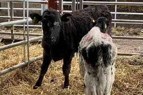 The Shukers kept cows in inadequate conditions at their farm