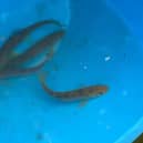 The Environment Agency has been busy rescuing brown trout from the River Onny