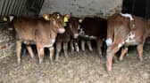 Neglected cattle at Brookside View farm in Staffordshire