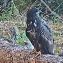 A white-tailed eagle sits on a log