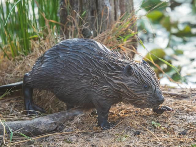 Andrew Fusek-Peters captured this shot of the baby beaver enjoying its South Shropshire home.