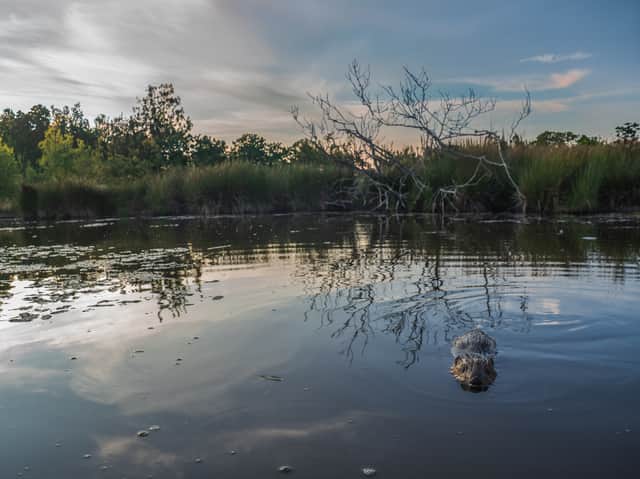 The baby beaver in the enclosure on the Clun River.