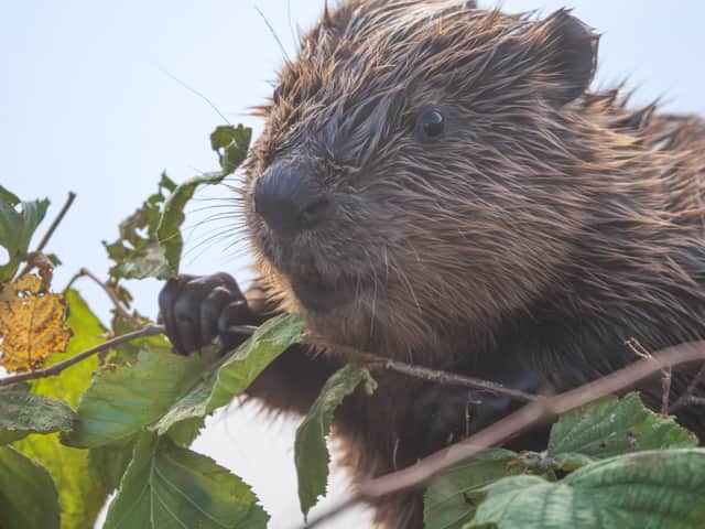 Andrew Fusek-Peters captured this stunning image at the enclosure.