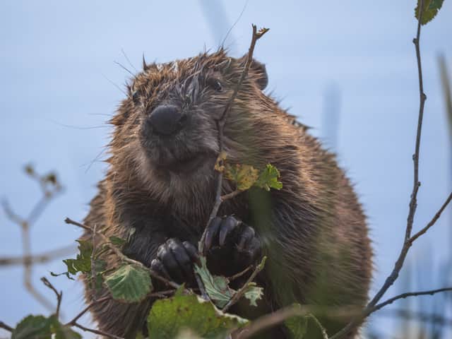 The baby beaver.