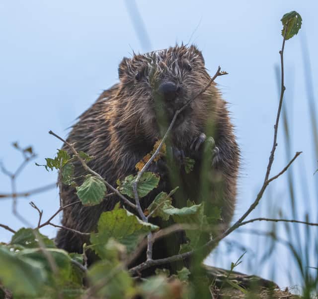 The baby beaver.