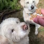 Rupert and Honey eagerly await another Forthglade treat