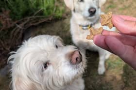 Rupert and Honey eagerly await another Forthglade treat