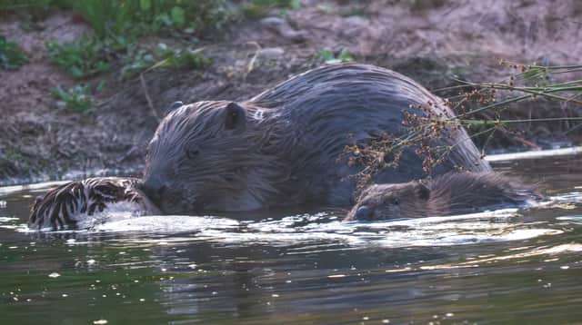 The baby beaver enjoying a swim at its River Clun home.