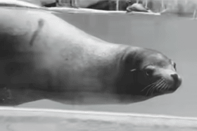 West Midlands Safari Park mourn the loss of Jack the California sea lion
