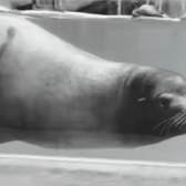 West Midlands Safari Park mourn the loss of Jack the California sea lion