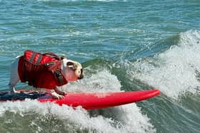 A dog catches a wave during the World Dog Surfing Championships in California