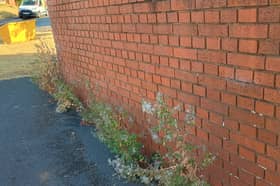 Hot weather is hampering Dudley Council's efforts to treat weeds