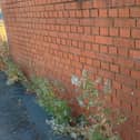 Hot weather is hampering Dudley Council's efforts to treat weeds