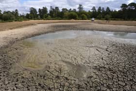 A dried up pond in the New Forest