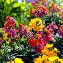 YouGarden Bright Autumn and Winter Collection with 30 garden-ready pansies, violas and wallflowers for £19.97