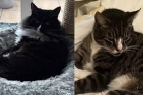 Both Millie and Dexter are still missing following the fire. Photo: England Animal Search & Rescue