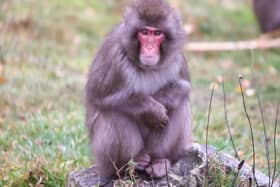 Luka the macaque