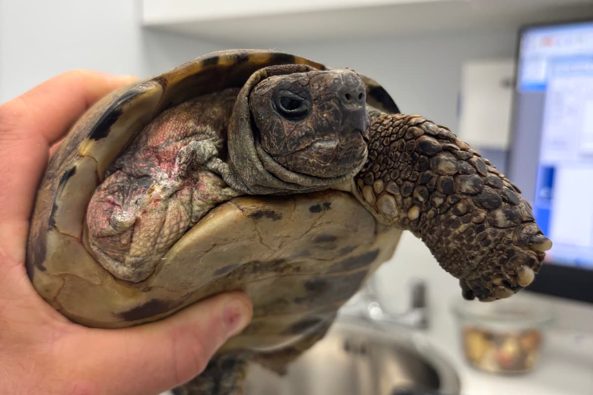 Über 100 Jahre alte Schildkröte bewegt sich nach lebensverändernder ...