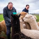 Liberal Democrat Leader Sir Ed Davey visits Sheriffs Alpacas in Strensall, York, with Harrogate and Knaresborough MP Tom Gordon and North East Somerset MP Anna Sabine during the Liberal Democrats spring conference in York. 