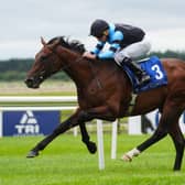 Giant Sequoia is already favourite for next year's Derby