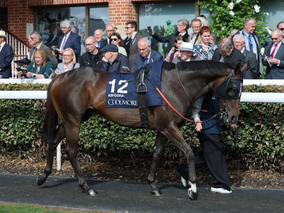 Asfoora bowed out in the Coolmore City Of Troy Nunthorpe Stakes
