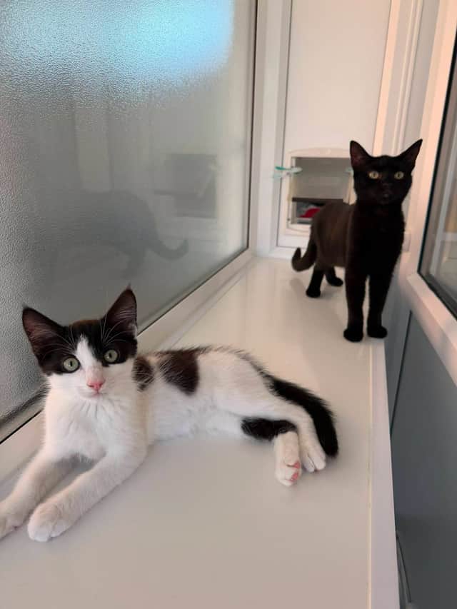 Frodo and Sam
