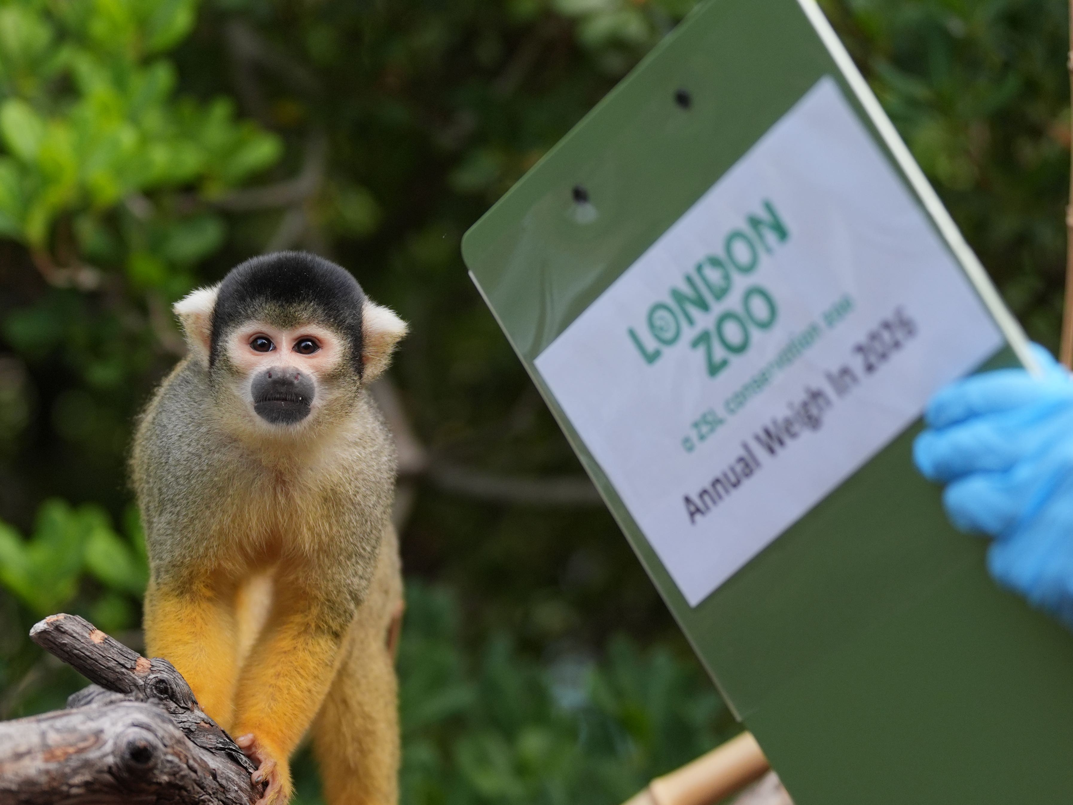 Penguins and capybaras among 10,000 animals on scales for London zoo weigh-in