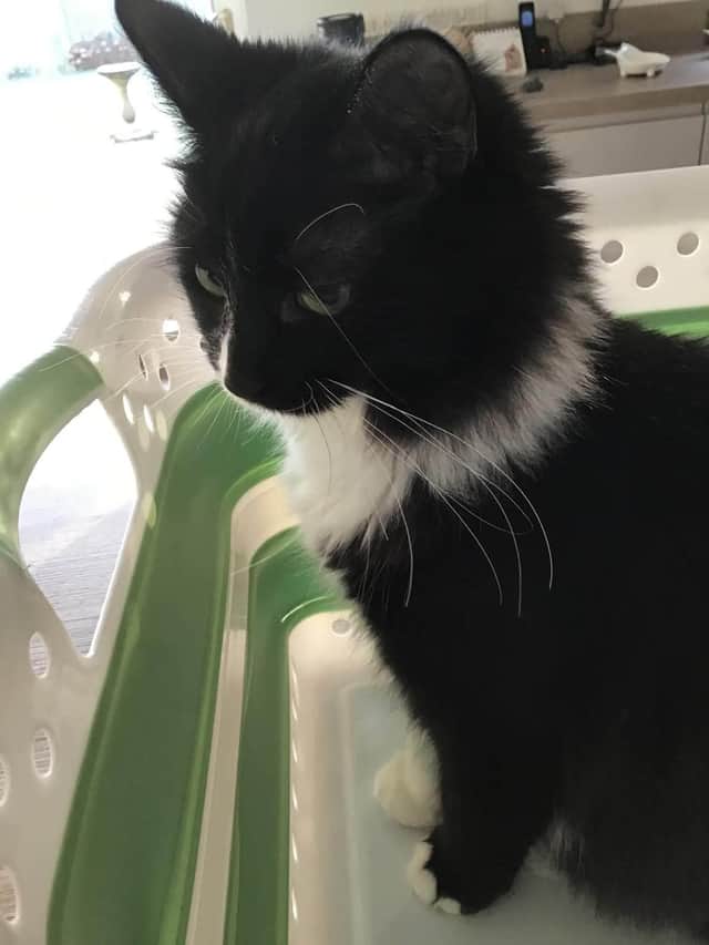 The appeal is ongoing to find Millie. Photo: CEASaR CiC- Central England Animal Search & Rescue- Leics, Warks, Worcs