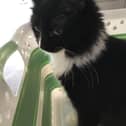 The appeal is ongoing to find Millie. Photo: CEASaR CiC- Central England Animal Search & Rescue- Leics, Warks, Worcs
